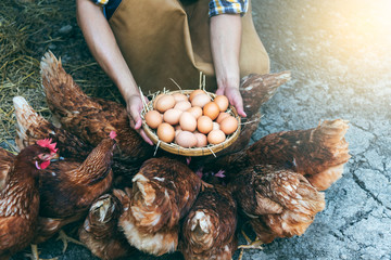Many fresh chicken eggs in a wicker basket, which farmers collect from chicken farms, for consumption and sell to customers