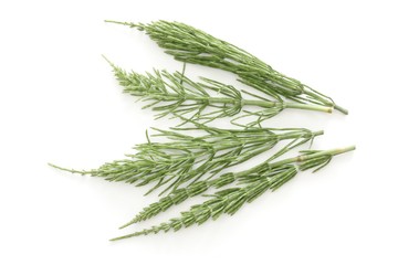 Fototapeta premium Field horsetail