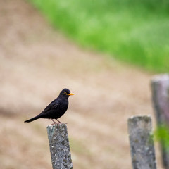 Blackbird on a pole