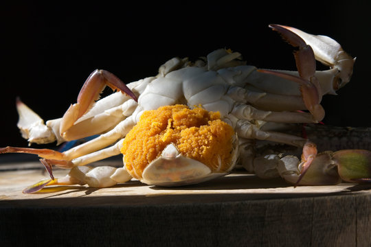 Blue crab with eggs on wooden pad.