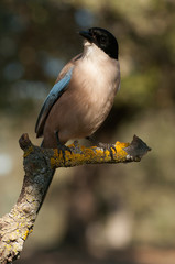 Azure-winged magpie Cyanopica cyanus on a branch