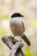 Azure-winged magpie Cyanopica cyanus on a branch
