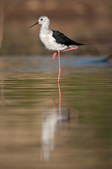 Black winged Stilt - Himantopus himantopus in its natural habitat