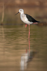 Black winged Stilt - Himantopus himantopus in its natural habitat