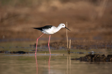 Black winged Stilt - Himantopus himantopus in its natural habitat