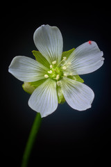 Venus Flytrap Flower, flowering Dionaea muscipula