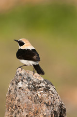 Black-eared Wheatear - Oenanthe hispanica perched on a rock