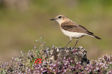 Black-eared Wheatear - Oenanthe hispanica perched on a rock with flowers in its natural habitat