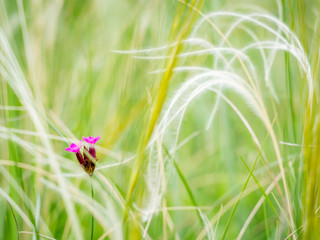 Fototapeta premium Little flower with feather grass at the meadow