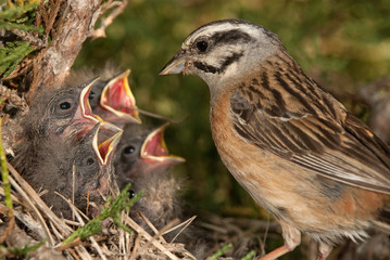 Bunting - Emberiza in the nest with their young