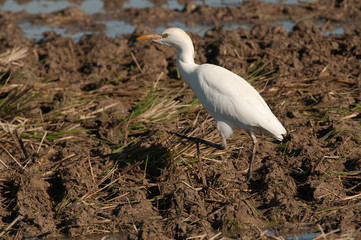 Cattle Egret - Bubulcus ibis looking for food in a field
