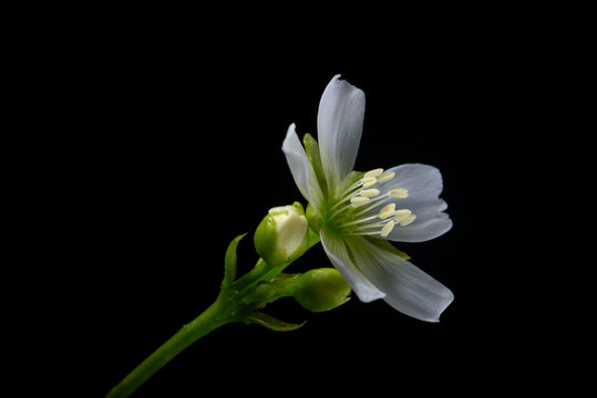Venus Flytrap Flower, flowering Dionaea muscipula