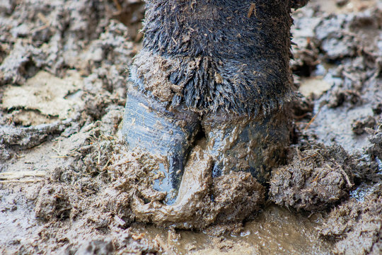 Hoof - Powered by Adobe