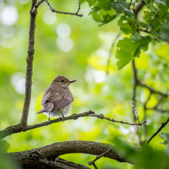 Sparrow in wild life