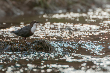 Dipper - Cinclus cinclus single bird on rock in the river - in their habitat