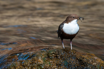 Dipper - Cinclus cinclus single bird on rock with food in its beak