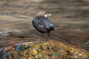 Dipper - Cinclus cinclus single bird on rock with food in its beak