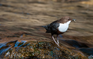 Dipper - Cinclus cinclus single bird on rock with food in its beak
