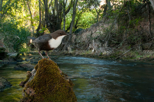 Dipper - Cinclus cinclus single bird on rock in the river - in their habitat
