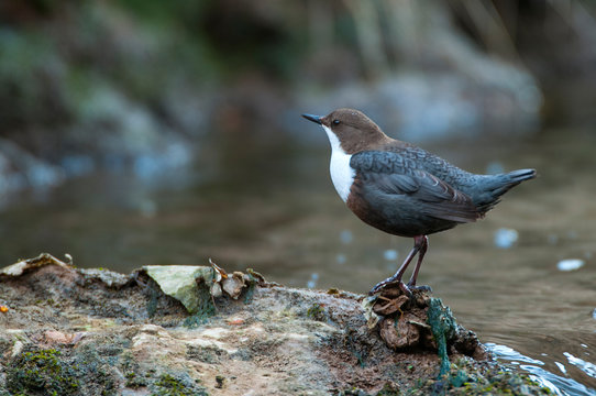Dipper - Cinclus cinclus single bird on rock in the river - in their habitat