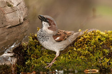 Male House Sparrow - Passer domesticus drinking water