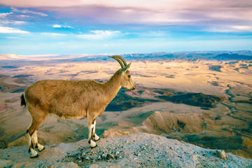 A Nubian ibex on the edge of Makhtesh Ramon Crater in Negev desert, National park, Israel