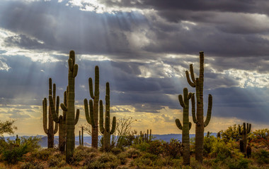 Dramatic Sunbeams Shining On Saguaro Cactus On Ridgline