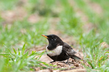 RING OUZEL - Turdus torquatus perched on the ground