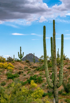 Tall Cactus In the Arizona Desert landscape © Ray Redstone
