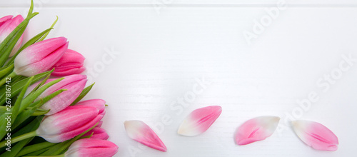 Pink tulips isolated on white wood Background. Celebrations background.