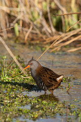 Water rail - Rallus aquaticus - aquatic bird