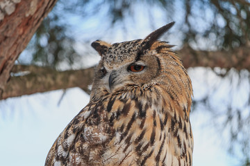 Great horned owl sitting on pine tree closeup