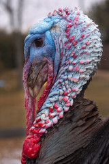 Wild Turkey - Meleagris gallopavo male