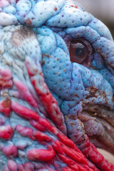 Wild Turkey - Meleagris gallopavo male