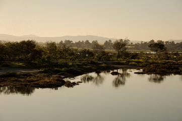 View of the coastline with trees and bushes