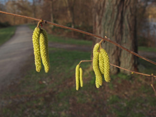 Obraz premium male catkins of hazel tree (Corylus)