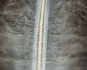 Bird feathers up close in detail macro shot
