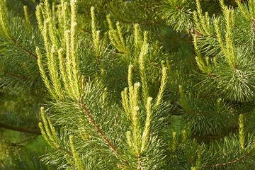 Dense coniferous forest. Closeup of lush pine branches with buds.