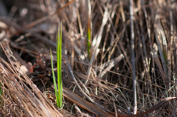 Common reed (Phragmites australis) new growth between old dead twigs