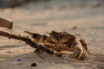 Little crab fights stick with its claws