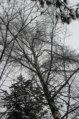 forest closed to Chamonix (Alpes - France)