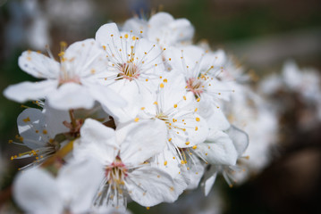 Beautiful cherry flowers. Sakura