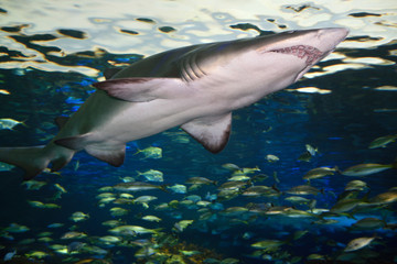 Fototapeta premium Underside of a Sand Tiger Shark with schools of fish