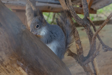 Squirrel on a tree. The photograph shows a squirrel on a tree