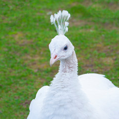 White female peacock. A white female peacock with her head turned and her feathers on top of her head sticking up