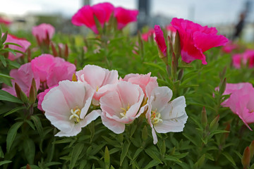 Fototapeta premium Azalea Flower ; godetia