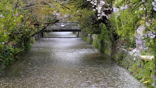 Kyoto residential neighborhood in spring with cherry blossom flower petals falling blowing in wind along river canal panning panorama in April in Japan in slow motion