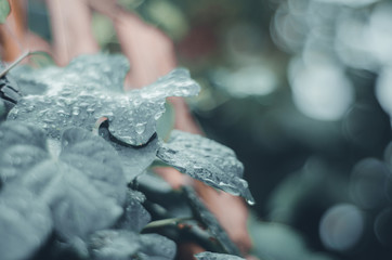 Green leaves in the garden in the morning. Do not focus on objects.
