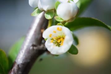 Beautiful cherry flowers. Sakura