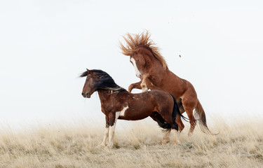 Wild Horses in Battle